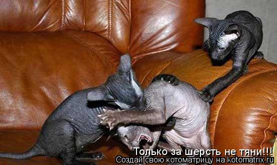 Котоматрица: Только за шерсть не тяни!!!