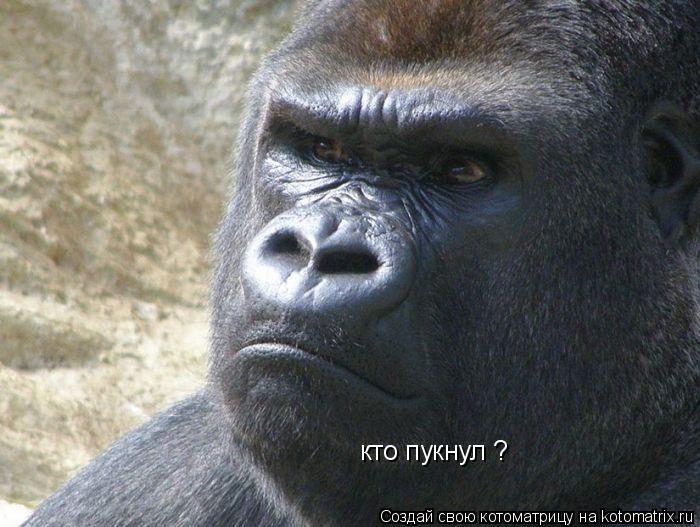 Котоматрица: кто пукнул ?