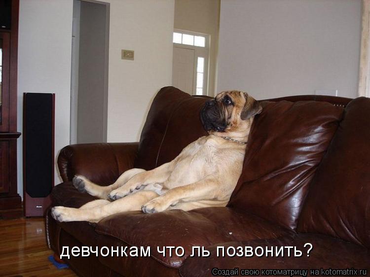 Котоматрица: девчонкам что ль позвонить?