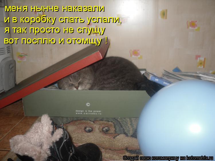Котоматрица: меня нынче наказали и в коробку спать услали, я так просто не спущу вот посплю и отомщу !