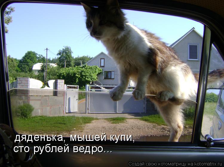 дяденька, мышей купи, сто рублей ведро...... Котоматрица: дяденька, мышей купи, сто рублей ведро...