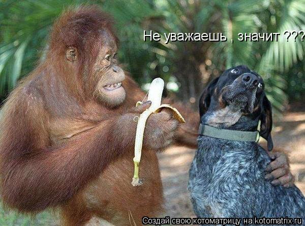 Котоматрица: Не уважаешь , значит ???