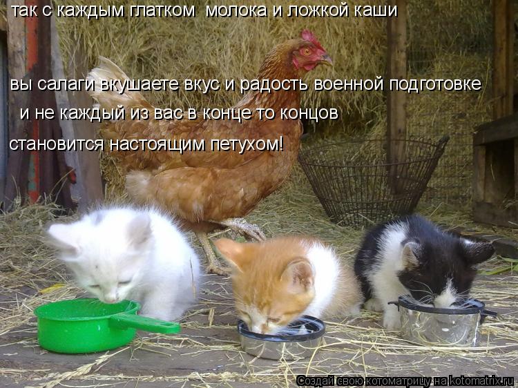 Котоматрица: вы салаги вкушаете вкус и радость военной подготовке так с каждым глатком  молока и ложкой каши и не каждый из вас в конце то концов станови