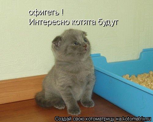 Котоматрица: офигеть ! Интересно котята будут