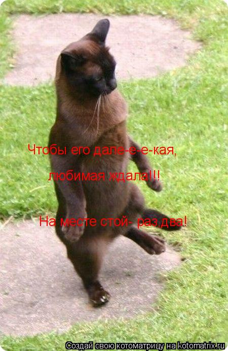 Котоматрица: Чтобы его дале-е-е-кая,  любимая ждала!!!  На месте стой- раз,два!
