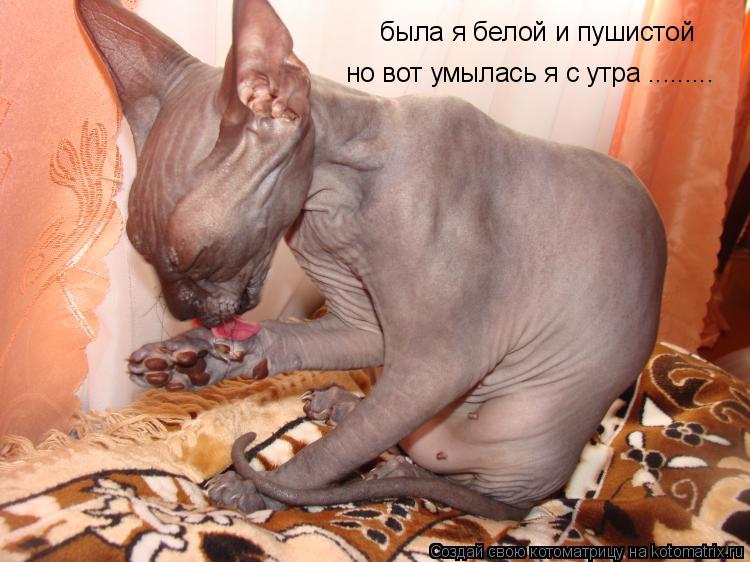 Котоматрица: была я белой и пушистой  но вот умылась я с утра .........