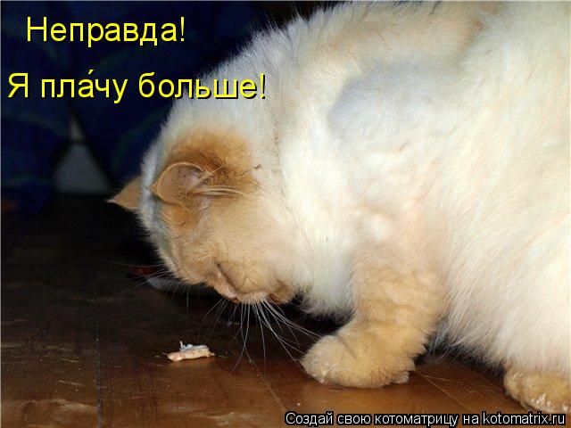 Неправда! Я плачу больше! ´... Котоматрица: Неправда! Я плачу больше! ´