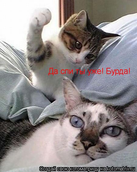 Котоматрица: Да спи ты уже! Бурда!