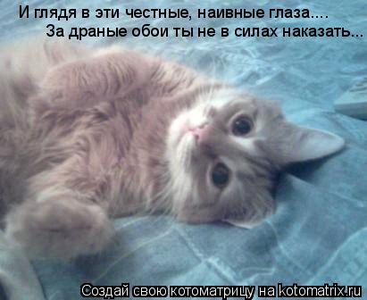 Котоматрица: И глядя в эти честные, наивные глаза.... За драные обои ты не в силах наказать...