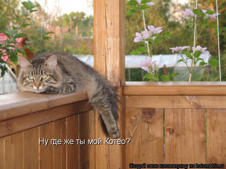 Котоматрица: Ну где же ты мой Котео?