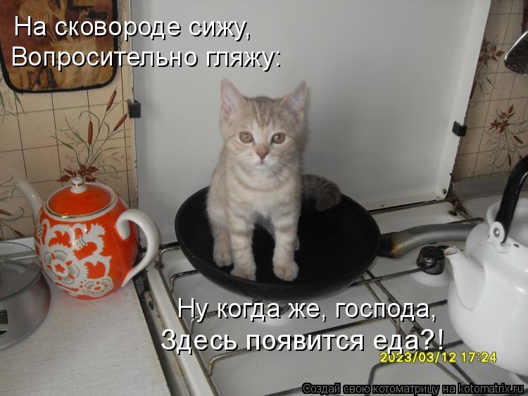 На сковороде сижу, Вопросительно гляжу: Ну когда же, господа, Здесь появится еда?!... Котоматрица: На сковороде сижу, Вопросительно гляжу: Ну когда же, господа, Здесь появится еда?!