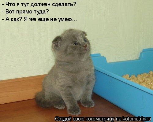 Котоматрица: - Что я тут должен сделать? - Вот прямо туда? - А как? Я же еще не умею...