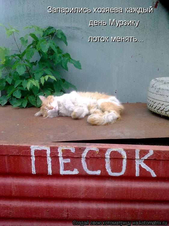 Котоматрица: Запарились хозяева каждый день Мурзику лоток менять...