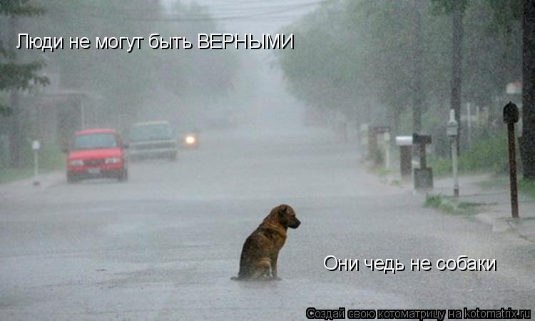 Люди не могут быть ВЕРНЫМИ Они чедь не собаки... Котоматрица: Люди не могут быть ВЕРНЫМИ Они чедь не собаки