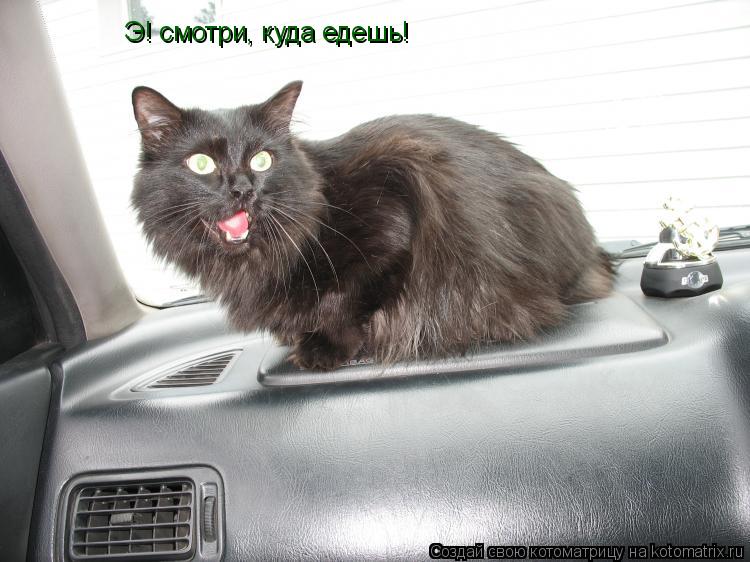 Э! смотри, куда едешь!... Котоматрица: Э! смотри, куда едешь!