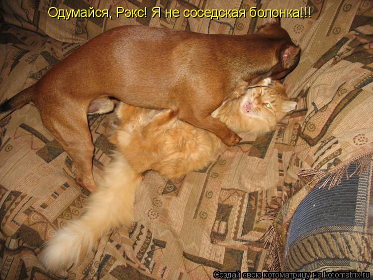 Одумайся, Рэкс! Я не соседская болонка!!!... Котоматрица: Одумайся, Рэкс! Я не соседская болонка!!!