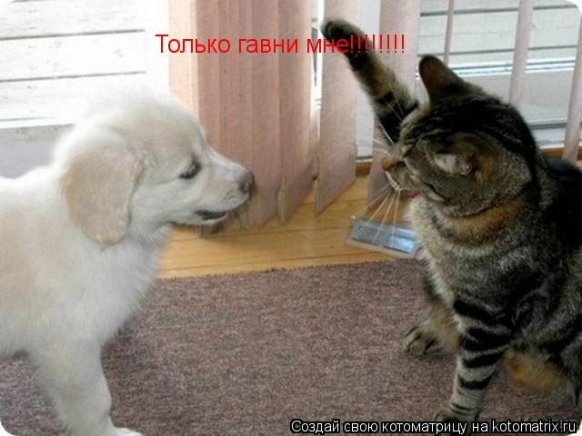 Только гавни мне!!!!!!!!... Котоматрица: Только гавни мне!!!!!!!!