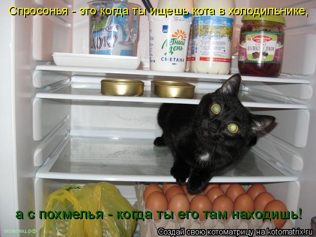 Спросонья - это когда ты ищешь кота в холодильнике, а с похмелья - когда ты его там находишь!... Котоматрица: Спросонья - это когда ты ищешь кота в холодильнике, а с похмелья - когда ты его там находишь!