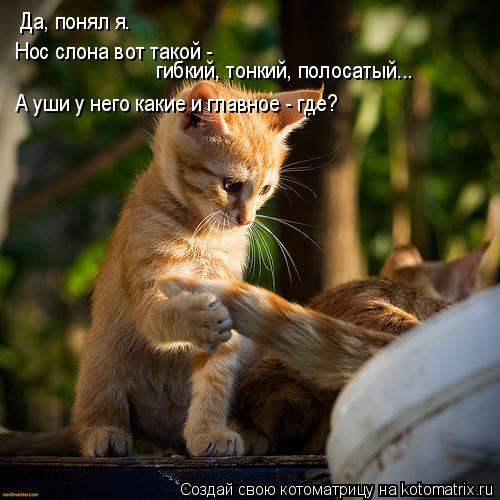 Да, понял я. Нос слона вот такой - гибкий, тонкий, полосатый... А уши у него какие и главное - где?... Котоматрица: Да, понял я. Нос слона вот такой - гибкий, тонкий, полосатый... А уши у него какие и главное - где?