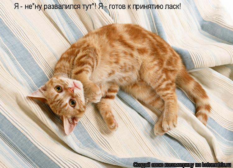 Я - не"ну развалился тут"! Я - готов к принятию ласк!... Котоматрица: Я - не"ну развалился тут"! Я - готов к принятию ласк!