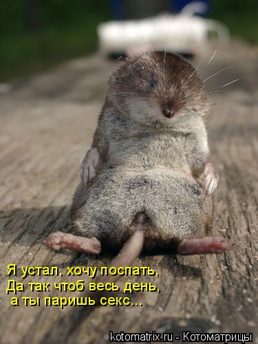 Я устал, хочу поспать, Да так чтоб весь день, а ты паришь секс...... Котоматрица: Я устал, хочу поспать, Да так чтоб весь день, а ты паришь секс...