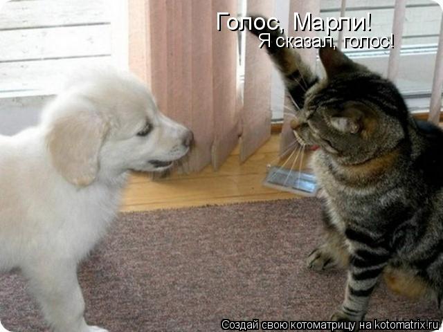 Голос, Марли! Я сказал, голос!... Котоматрица: Голос, Марли! Я сказал, голос!