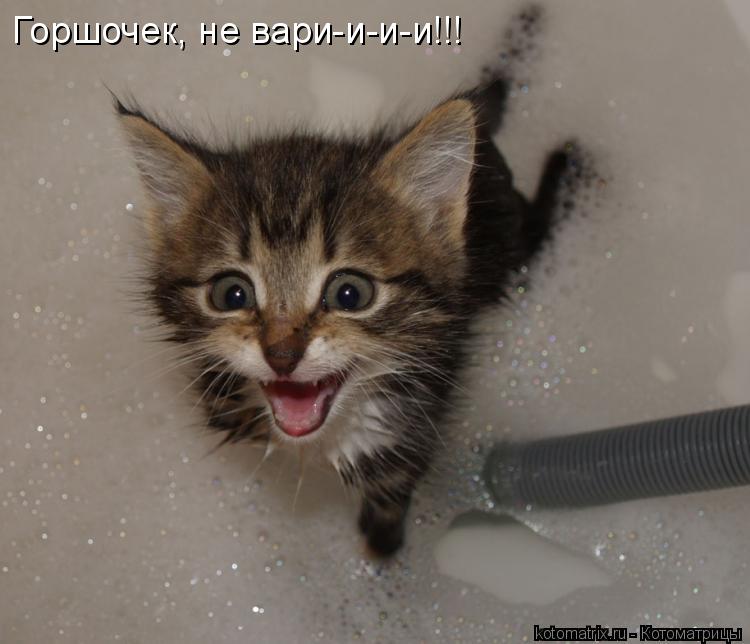 Горшочек, не вари-и-и-и!!!... Котоматрица: Горшочек, не вари-и-и-и!!!