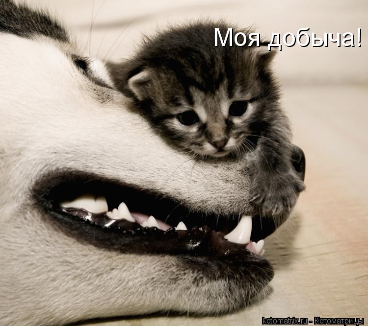Моя добыча!... Котоматрица: Моя добыча!