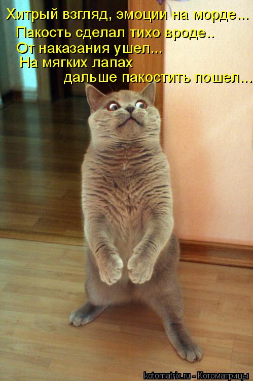 Хитрый взгляд, эмоции на морде... Пакость сделал тихо вроде.. От наказания ушел... На мягких лапах д... Котоматрица: Хитрый взгляд, эмоции на морде... Пакость сделал тихо вроде.. От наказания ушел... На мягких лапах дальше пакостить пошел...