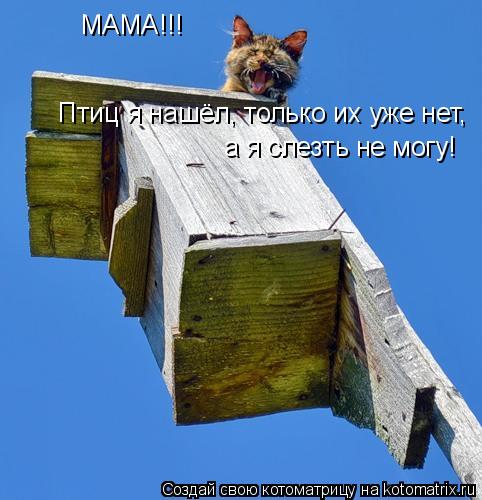 МАМА!!! Птиц я нашёл, только их уже нет, а я слезть не могу!... Котоматрица: МАМА!!! Птиц я нашёл, только их уже нет, а я слезть не могу!