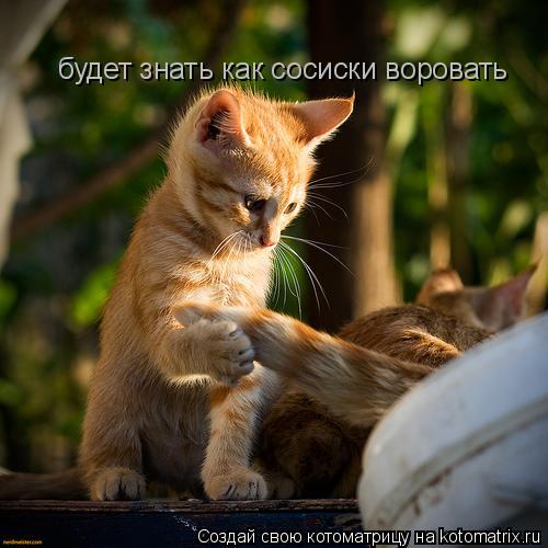 будет знать как сосиски воровать... Котоматрица: будет знать как сосиски воровать