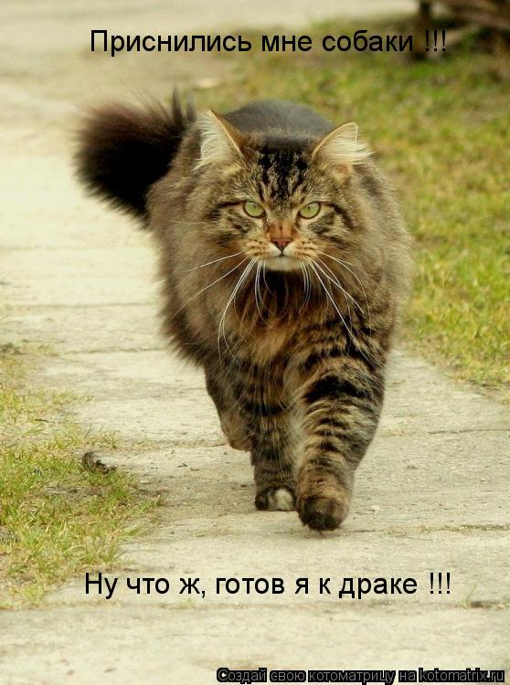 Приснились мне собаки !!! Ну что ж, готов я к драке !!!... Котоматрица: Приснились мне собаки !!! Ну что ж, готов я к драке !!!