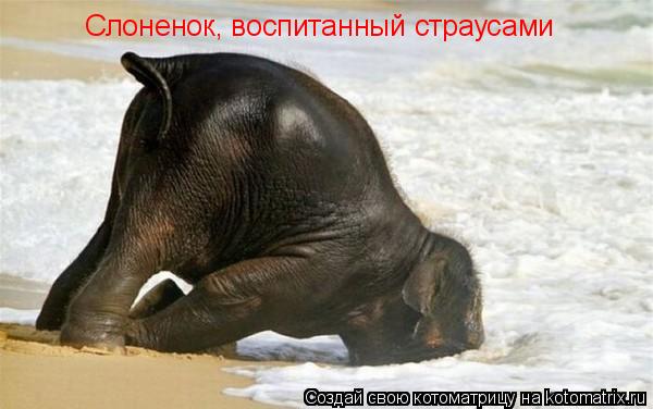 Слоненок, воспитанный страусами... Котоматрица: Слоненок, воспитанный страусами