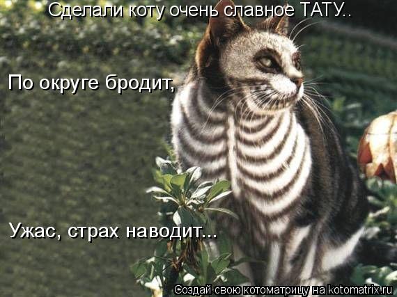Сделали коту очень славное ТАТУ.. По округе бродит, Ужас, страх наводит...... Котоматрица: Сделали коту очень славное ТАТУ.. По округе бродит, Ужас, страх наводит...
