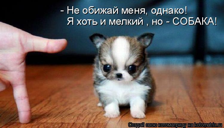 Я хоть и мелкий , но - СОБАКА! - Не обижай меня, однако!... Котоматрица: Я хоть и мелкий , но - СОБАКА! - Не обижай меня, однако!