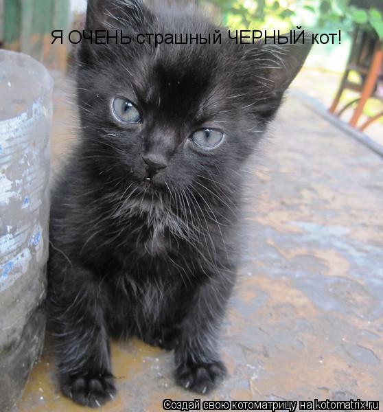 Я ОЧЕНЬ страшный ЧЕРНЫЙ кот!... Котоматрица: Я ОЧЕНЬ страшный ЧЕРНЫЙ кот!
