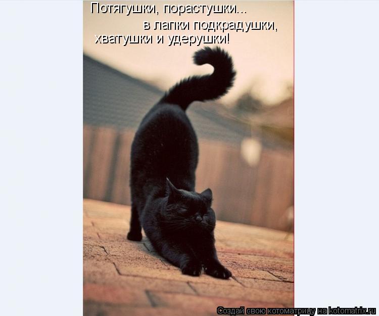 Потягушки, порастушки... в лапки подкрадушки, хватушки и удерушки!... Котоматрица: Потягушки, порастушки... в лапки подкрадушки, хватушки и удерушки!