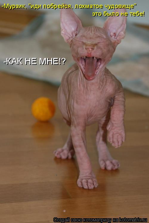 -Мурзик, "иди побрейся, лохматое чудовище" это было не тебе! -КАК НЕ МНЕ!?... Котоматрица: -Мурзик, "иди побрейся, лохматое чудовище" это было не тебе! -КАК НЕ МНЕ!?