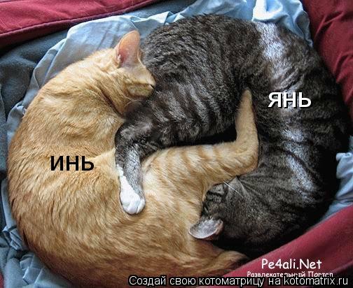 инь янь... Котоматрица: инь янь
