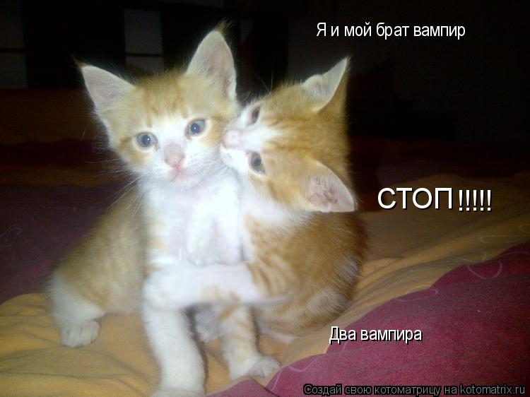 Я и мой брат вампир СТОП !!!!! Два вампира... Котоматрица: Я и мой брат вампир СТОП !!!!! Два вампира