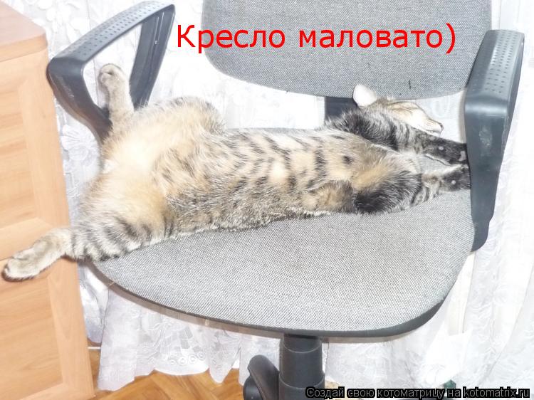 Кресло маловато)... Котоматрица: Кресло маловато)