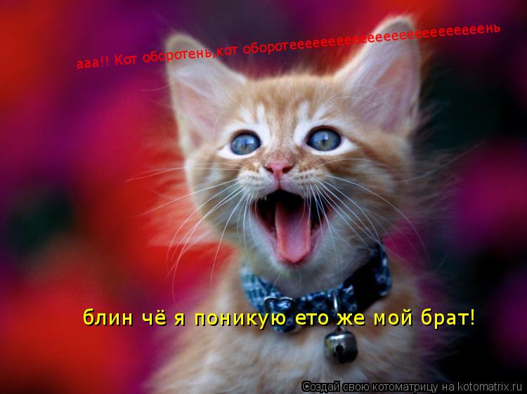 ааа!! Кот оборотень,кот оборотееееееееееееееееееееееееень блин чё я поникую ето же мой брат!... Котоматрица: ааа!! Кот оборотень,кот оборотееееееееееееееееееееееееень блин чё я поникую ето же мой брат!