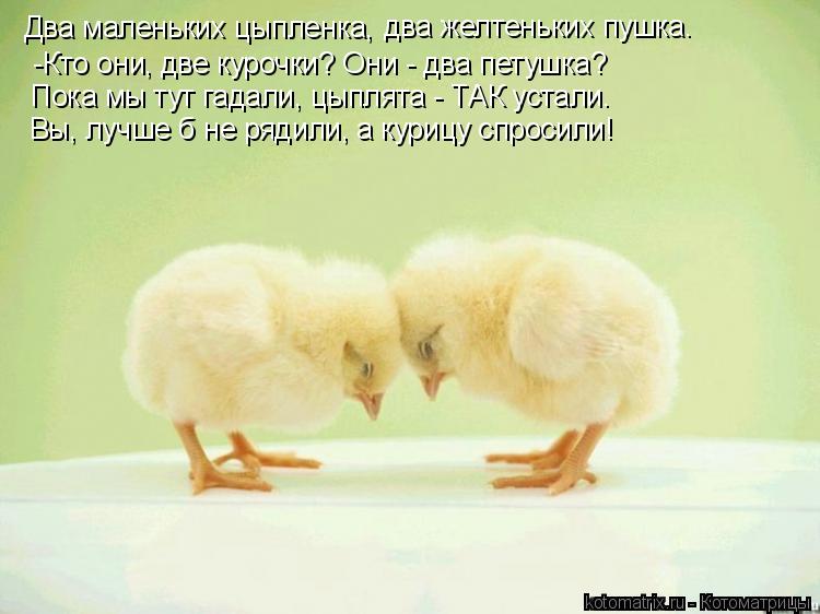 Два маленьких цыпленка, два желтеньких пушка. -Кто они, две курочки? Они - два петушка? Пока мы тут... Котоматрица: Два маленьких цыпленка, два желтеньких пушка. -Кто они, две курочки? Они - два петушка? Пока мы тут гадали, цыплята - ТАК устали. Вы, лучше б не
