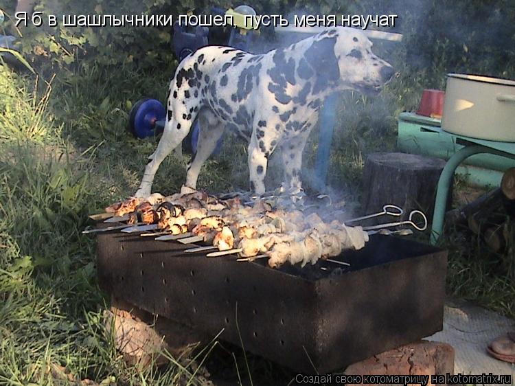 Я б в шашлычники пошел, пусть меня научат... Котоматрица: Я б в шашлычники пошел, пусть меня научат