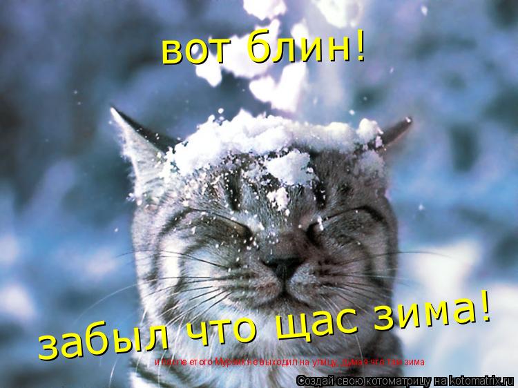 Котоматрица: вот блин! забыл что щас зима! и после етого Мурзик не выходил на улицу, думая что там зима