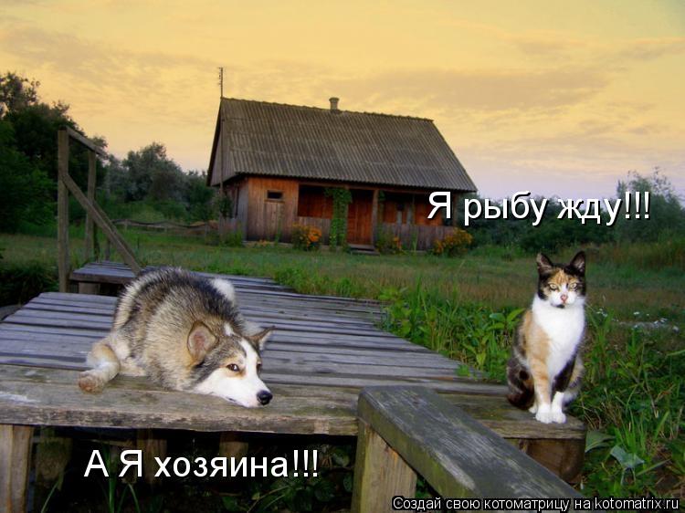 Я рыбу жду!!! А Я хозяина!!!... Котоматрица: Я рыбу жду!!! А Я хозяина!!!