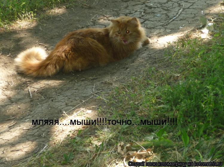 Котоматрица: мляяя....мыши!!!!точно...мыши!!!! мляяя....мыши!!!!точно...мыши!!!!