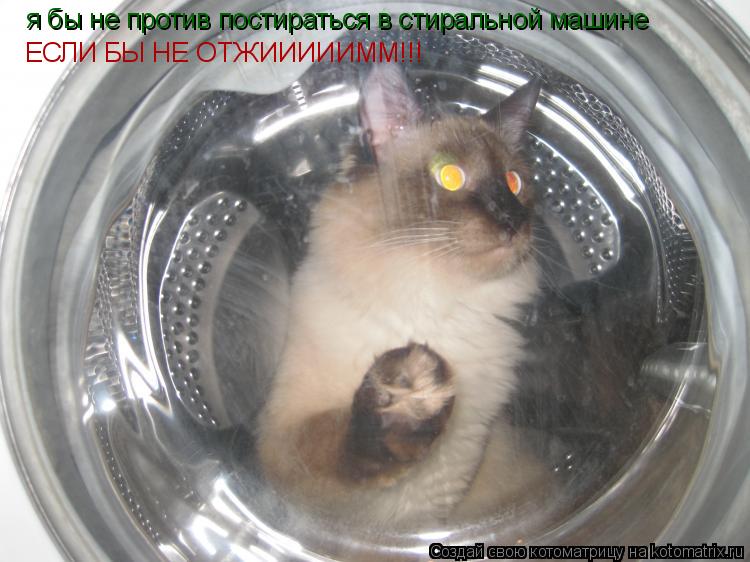 Котоматрица: я бы не против постираться в стиральной машине ЕСЛИ БЫ НЕ ОТЖИИИИИММ!!!