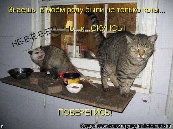 Котоматрица: Знаешь, в моём роду были не только коты... Но...и...СКУНСЫ! ПОБЕРЕГИСЬ! НЕ-Е-Е-Е-ЕТ!