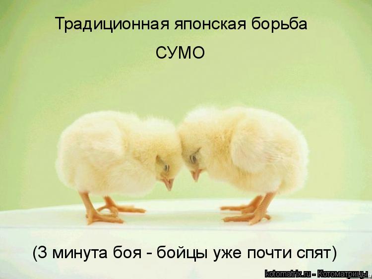 Традиционная японская борьба СУМО (3 минута боя - бойцы уже почти спят)... Котоматрица: Традиционная японская борьба СУМО (3 минута боя - бойцы уже почти спят)